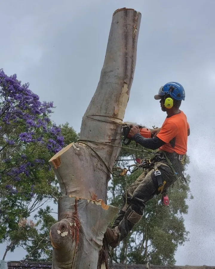 Tree Guy climber in an orange shirt cutting through a trunk, with a jacaranda behind