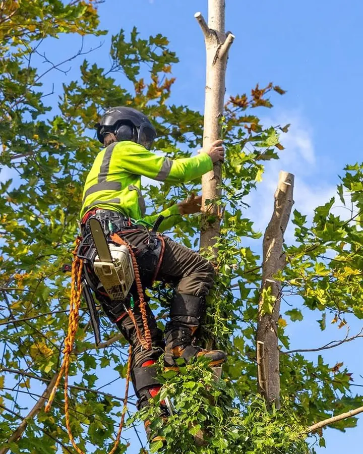 Tree Guy climber in a yellow hi-vis vest working up in a tree